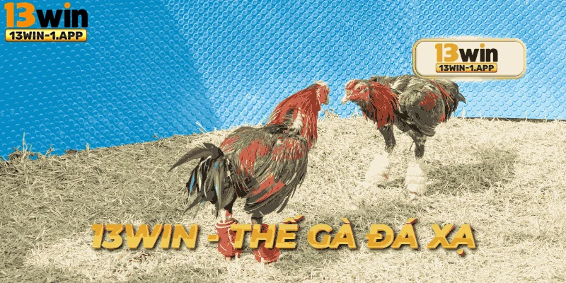 Hình khuyến mãi dành riêng cho người đam mê thế gà đá xạ.