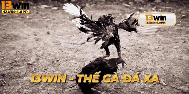 Hình trải nghiệm người chơi khi quan sát thế gà đá xạ.