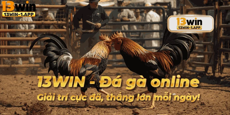 Trải nghiệm cá cược sinh động tại Đá Gà 13win mỗi ngày